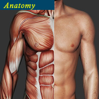 脂肪吸引に不可欠な解剖学のイメージ