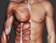 医師の私が惚れ込んだ最高峰のメンズ脂肪吸引でお腹と胸を最適化