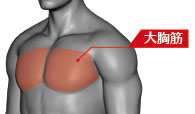 胸部の脂肪吸引でキーになる、大胸筋のイメージ