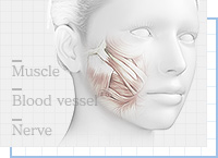 顔の脂肪吸引で注意すべきポイント